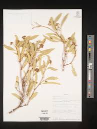 Image result for Boscia salicifolia