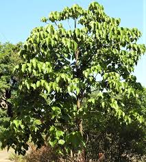 Image result for Macaranga mellifera