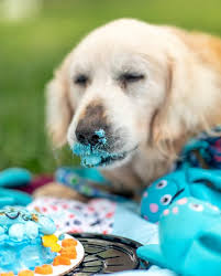 Unconditional love in pet portrait