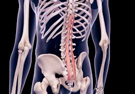 Almost every muscle constitutes one part of a pair of identical. Role Of The Multifidus Muscle