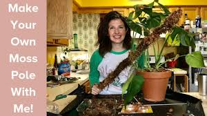 According to vastu shastra & feng shui, a money plant with moss stick brings good luck and prosperity to your home. Make Your Own Moss Pole For Indoor Climbing Plants Youtube