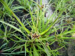 Image result for Cyperus margaritaceus