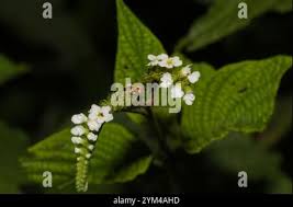 Image result for Heliotropium elongatum