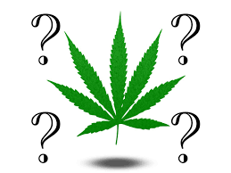 Interview questions that'll make you stop and think. 15 Fun Cannabis Trivia Questions And Answers Cannabis Wiki