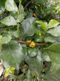 Image result for Streblus