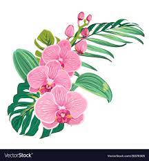 Flowers Orchid Bouquet With Tropical Leaves Vector Image On Vectorstock Orchid Drawing Flower Painting Orchid Illustration