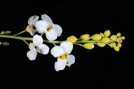 Image result for Crambe kilimandscharica