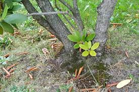 Einen radikalschnitt setzt man beim rhododendron kurz nach der blüte an. Rhododendron Richtig Schneiden Anleitung Gartendialog De
