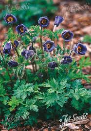 Image result for Palisota ambigua