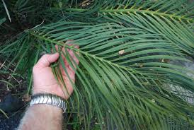 Image result for Dicoma macrocephala