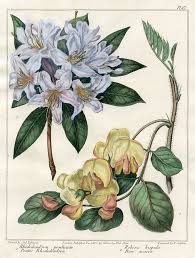 Pontic Rhododendron And Rose Acacia Ilustraciones De Flores Ilustraciones Flores