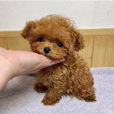 Loving breeders of tiny toy poodles, teacup poodles, yorkshire terriers, and chihuahuas. Cheap Teacup Puppies For Sale Near Me Toy Poodle Puppies Teacup Poodle Puppies Mini Poodle Puppy