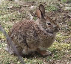 Wild Vs Domestic Rabbits Rabbit Rescue