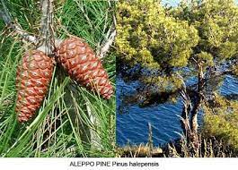 Fun tree facts for kids including photos and printable activity worksheets; Poseidon Greek God Of The Sea Earthquakes Roman Neptune