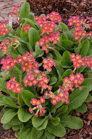 Image result for Primula