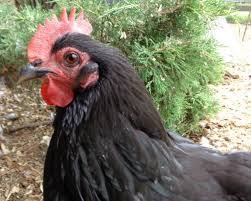 Free for commercial use no attribution required high quality images. Comb To Toe Checkup For Chicken Ailments Backyard Poultry