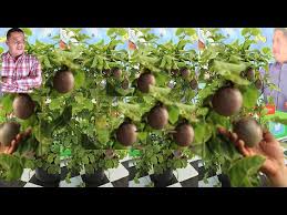 After seeing passion flower, it's a wonder they let him do that one. Ø²Ø±Ø§Ø¹Ø© ÙØ§ÙƒÙ‡Ø© Ø§Ù„Ø¨Ø§Ø´Ù† ÙØ±ÙˆØª ÙØ§ÙƒÙ‡Ø© Ø§Ù„ÙƒÙˆÙƒØªÙŠÙ„ Ø§Ù„ÙØ±Ù‚ Ø¨ÙŠÙ† Ø§Ù„Ø§Ù†ÙˆØ§Ø¹ Ø§Ù„Ù…Ø«Ù…Ø±Ø© ÙˆØ§Ù„ØºÙŠØ± Ù…Ø«Ù…Ø±Ø© Ø·Ø±ÙŠÙ‚Ø© ØªÙ„Ù‚ÙŠØ­ Ø§Ù„Ø²Ù‡Ø±Ø© Youtube