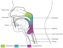 Additional images coronal section of nasal cavities. Respiratory System Building A Medical Terminology Foundation