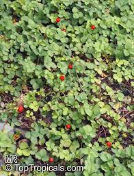 Image result for Duchesnea indica