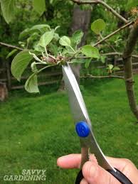 A gardening trowel is needed to plant the seed, then it must be watered. Growing Organic Apples With Fruit Bagging The Experiment