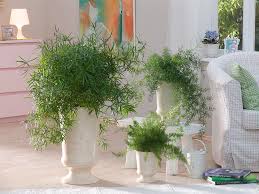 Image result for Asparagus falcatus