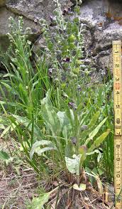 Image result for Cynoglossum inyangense