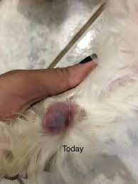 Hi My Dog Have What Looks Like A Abscess In One Of His Legs But Im Not Really Sure What It Is Now Im Noticing He Is Not So Playful Petcoach