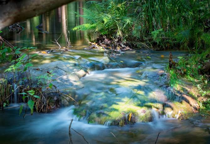 A scenic, historic natural area featuring crystal-clear, blue-green springs and shaded lawns that are highly popular for weekend picnics.