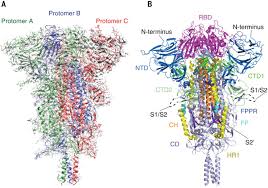 He appears glowing and healthy, and. Distinct Conformational States Of Sars Cov 2 Spike Protein Science