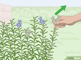 Watch the video explanation about how to prune rosemary online, article, story, explanation, suggestion, youtube. How To Prune Rosemary 13 Steps With Pictures Wikihow