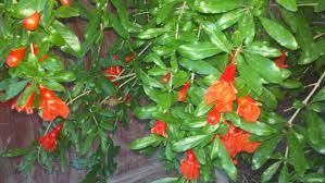 It produced a good number of flowers in each of the previous two springs, but nearly all of the flowers drop, leaving almost no fruit on the tree. Pomegranate Jelly Cast Iron Dan