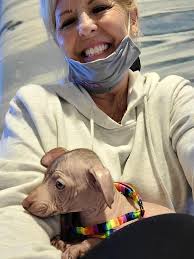 Tomorrow we pick up our new little boy 8 weeks old and he's coming home .  Everyone meet Axl ❤️