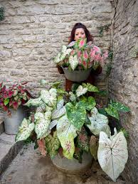 Image result for Caladium