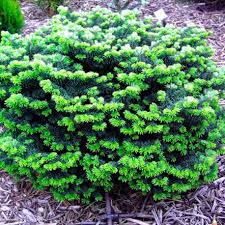 Epingle Sur Idees Pour Le Jardin De Fred