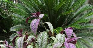 Image result for Strobilanthes anisophylla