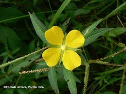 Image result for Ludwigia octovalvis