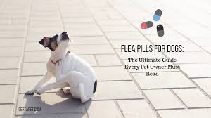 flea pills for dogs the ultimate guide every pet owner must