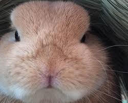 Maybe you would like to learn more about one of these? In Numele Conductor NumÄƒrarea Insectelor Se Regenereaza Blana La Iepure Justan Net