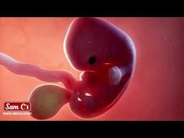 Pin On Pregnancy Symptoms By Week