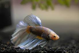 Learn how much to feed your betta fish and how often so you don't overfeed them! Best Betta Fish Food A Complete Guide To Selecting And Feeding Fishkeeping World