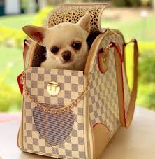 Chihuahua Carry Bag Puppies And Kitties Cute Baby Animals Cute Dogs