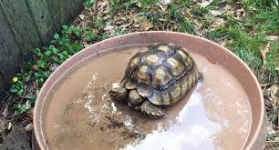 Sulcatas are grazing tortoises so grasses and weeds should be the bulk of your tortoises diet. How Can You Tell If A Tortoise Is Dehydrated Pet Sulcata Tortoise