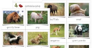 omnivore animals png transparent omnivore animals png images