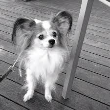 Black And White Papillon Puppy Papillon Papillon Dog Puppy Papillon Dog Papillon Puppy