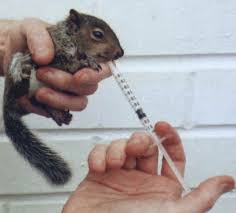 Squirrel Support The National Squirrel Rescue Appreciation Society Red Squirrel Rescue