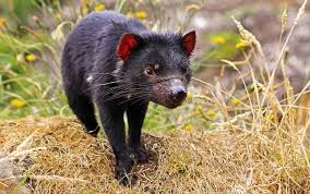 Maybe you would like to learn more about one of these? What Are Tasmanian Devils And Where Can They Be Found