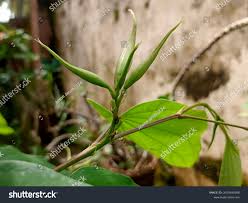 Image result for Cryptolepis