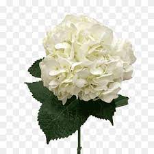Check spelling or type a new query. White Hydrangea Png Images Pngwing