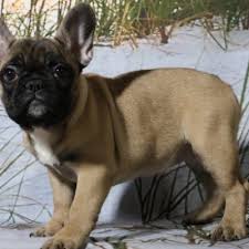 We breed healthy, beautiful, and sociable puppies. Gracie A Female Akc French Bulldog Puppy For Sale In Nappanee In Frenchbulldog Bulldog Bu French Bulldog Puppies Husky Puppies For Sale French Bulldog