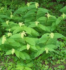 Some people apply solomon's seal directly to the skin for bruises, ulcers, or boils on the fingers, hemorrhoids, skin redness, and water retention. Homestead Stories What S False About False Solomon S Seal Insteading